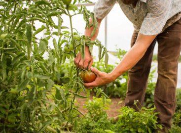 FAO global food price index spikes