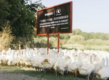 GUVET high fashion clothing brand breaks into the global market with Hungarian goose feathers