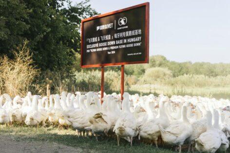 Magyar libatollal tör be a globális piacra a GUVET high fashion ruházati márka