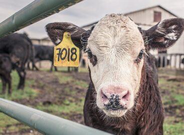 Live cattle producer price increases significantly