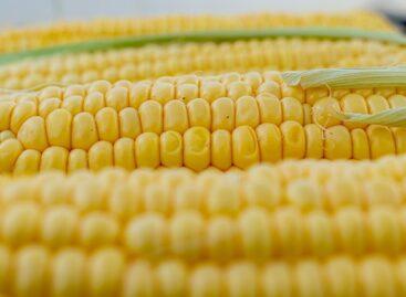 Mexico constitutionally bans the cultivation of genetically modified corn