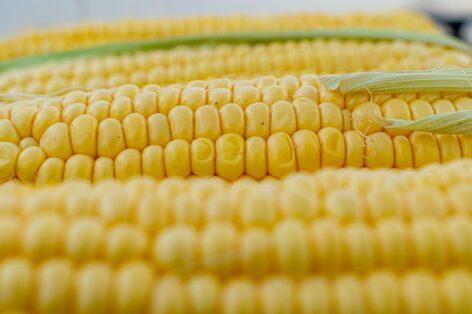 Mexico constitutionally bans the cultivation of genetically modified corn