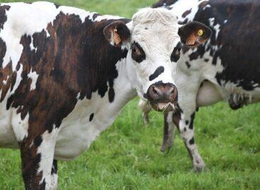 Animal welfare support for the dairy cattle sector launched