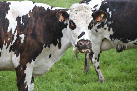 Animal welfare support for the dairy cattle sector launched