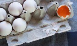 The EU is a net exporter of eggs and egg products
