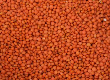 The situation of lentil production in Hungary: challenges and opportunities