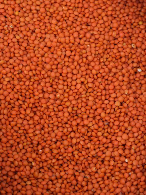 The situation of lentil production in Hungary: challenges and opportunities