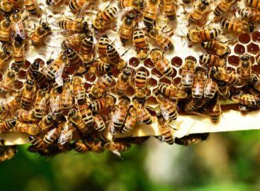 New bee welfare support scheme launched