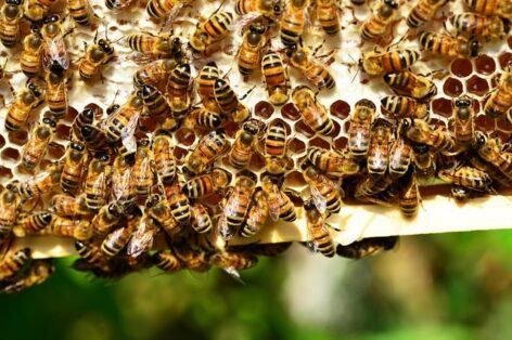 New bee welfare support scheme launched