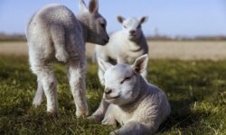 Az unióban és hazánkban is emelkedett a bárány ára