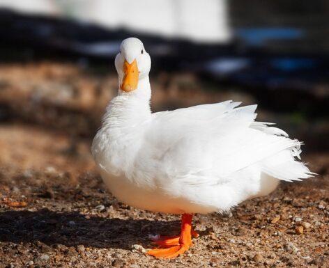 Bird flu has also reached Szabolcs-Szatmár-Bereg County