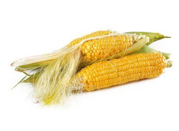 Corn producer prices up 30 percent year-on-year