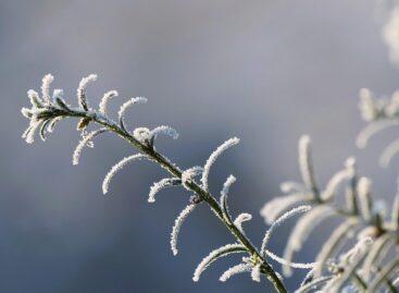 Agrometeorology: frosts will return next week