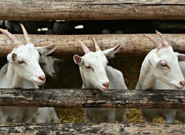 Peste des petits ruminants (PPR) has appeared in Hungary