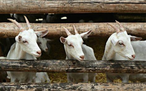 Peste des petits ruminants (PPR) has appeared in Hungary