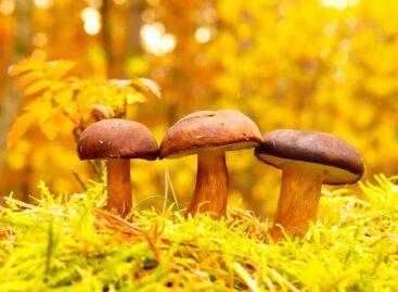 A new solution is being developed to make mushroom cultivation more efficient