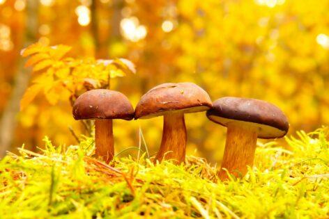 A new solution is being developed to make mushroom cultivation more efficient