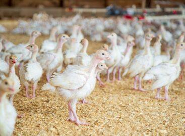 Poultry farms can only be repopulated and repopulated under strict conditions following the avian influenza epidemic