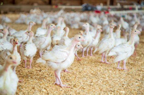 Poultry farms can only be repopulated and repopulated under strict conditions following the avian influenza epidemic