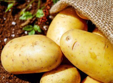 Improving trend in domestic potato production: prices have fallen exceptionally in the past year