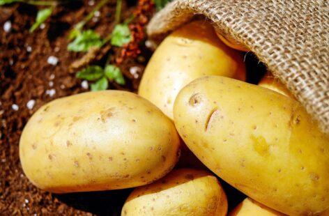 Improving trend in domestic potato production: prices have fallen exceptionally in the past year