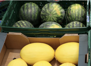 The domestic melon season starts in February at Tesco