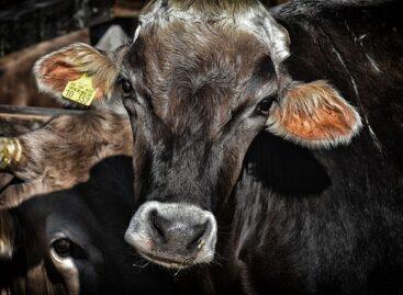 Producer prices of slaughter cattle continue to rise