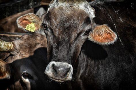 Producer prices of slaughter cattle continue to rise