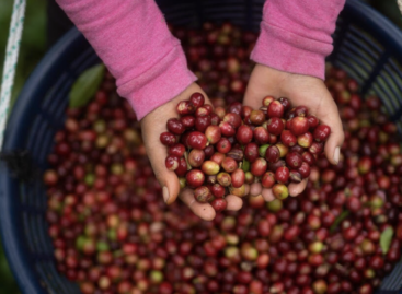 Coffee bean prices hit all-time highs due to adverse weather