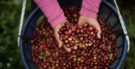 Coffee bean prices hit all-time highs due to adverse weather