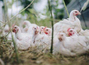 China lifts ban on Argentine poultry imports