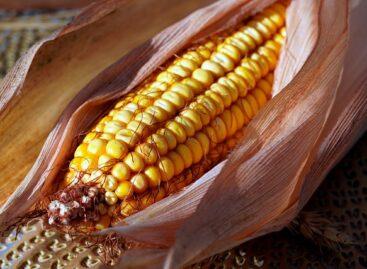 The feed corn is more expensive