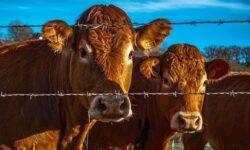 Serious disease appears, national chief veterinarian orders increased control of cattle and buffalo imports