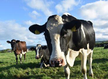 Foot-and-mouth disease has appeared in Hungary