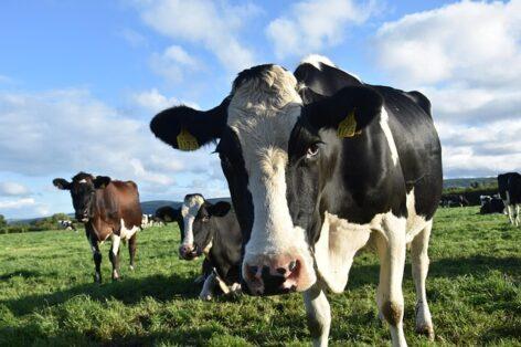 Foot-and-mouth disease has appeared in Hungary