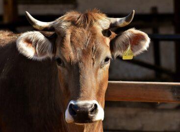 Producer prices of slaughter cattle are also rising in the EU