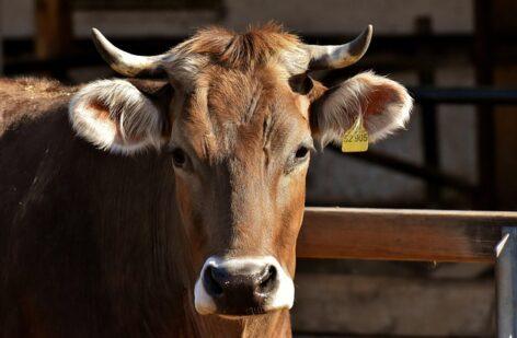 Producer prices of slaughter cattle are also rising in the EU