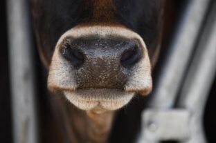 Foot-and-mouth disease (FMD) reappears in Cyprus