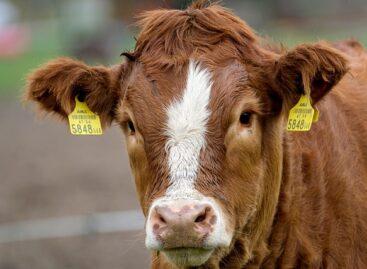 New restrictions lifted following foot-and-mouth disease outbreak