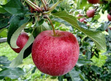 A fruit vaccine day is organized in several parts of the country on the day of Hungarian fruit landscapes