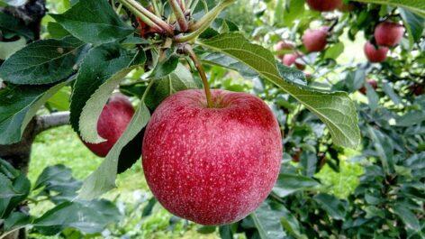 A fruit vaccine day is organized in several parts of the country on the day of Hungarian fruit landscapes