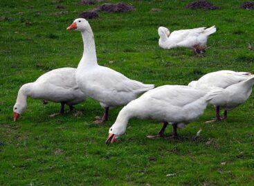 Bird flu has reappeared in Pest County