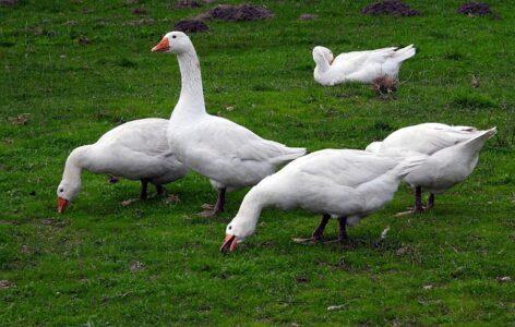 MATE researchers collaborated in the development of antibiotic-free foie gras production