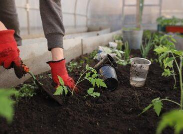 Agroinform.hu: This year they also produce vegetables in half a million small gardens for their own purposes