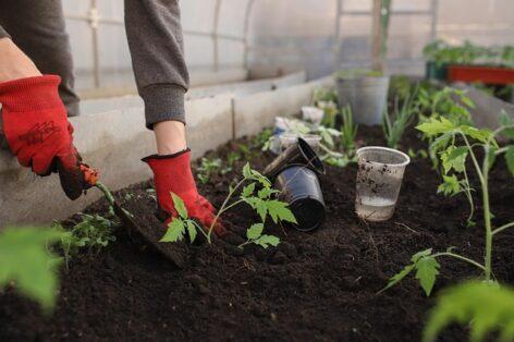 Agroinform.hu: This year they also produce vegetables in half a million small gardens for their own purposes