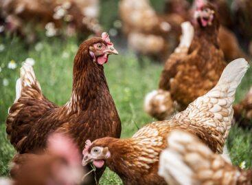 Poultry prices rose slightly