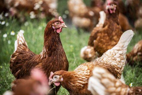 Poultry prices rose slightly