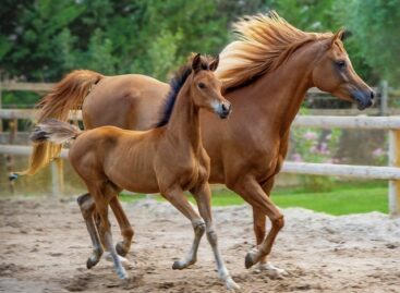 Experts recommend regular vaccination against equine herpes