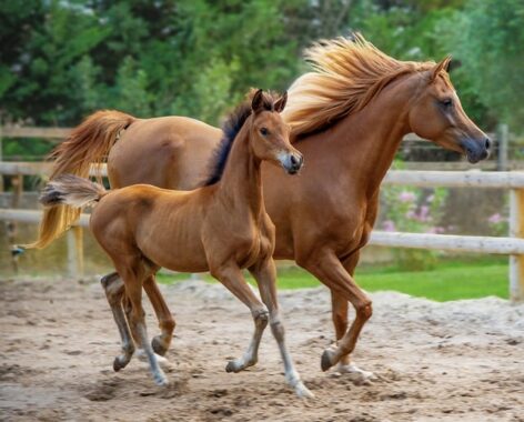 Experts recommend regular vaccination against equine herpes