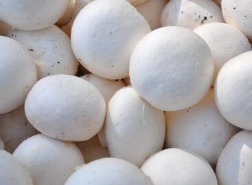 Hungarian-developed technology can help mushroom cultivation